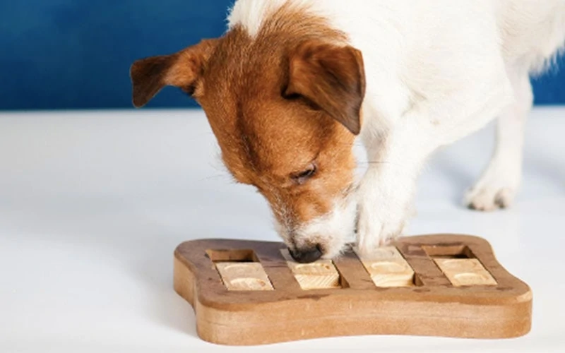 8 DIY Enrichment Games for the Canine Mind