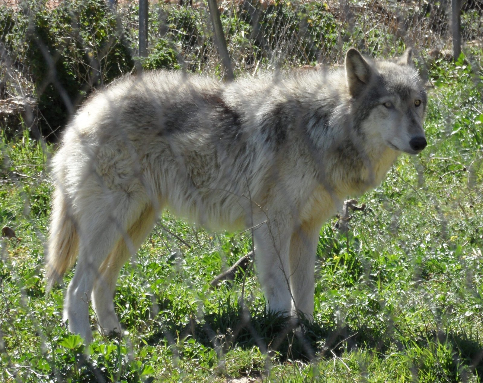doberman wolf hybrid